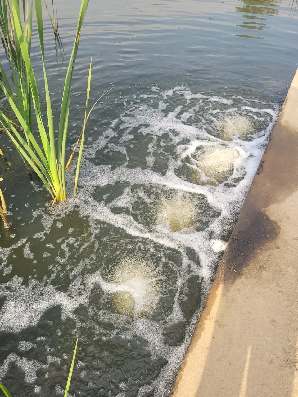 After visual for Blue Valley Estate — Dam recovery